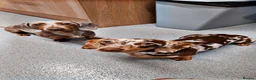 Miniature Dachshund dogs for stud: PROVEN KC Reg Miniature dachshund stud isabellatan - Advert 2