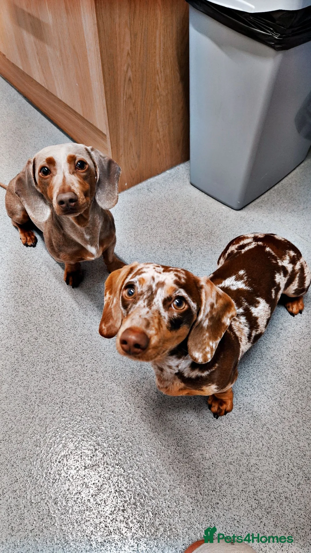 Miniature Dachshund dogs for stud: PROVEN KC Reg Miniature dachshund stud isabellatan - Advert 2