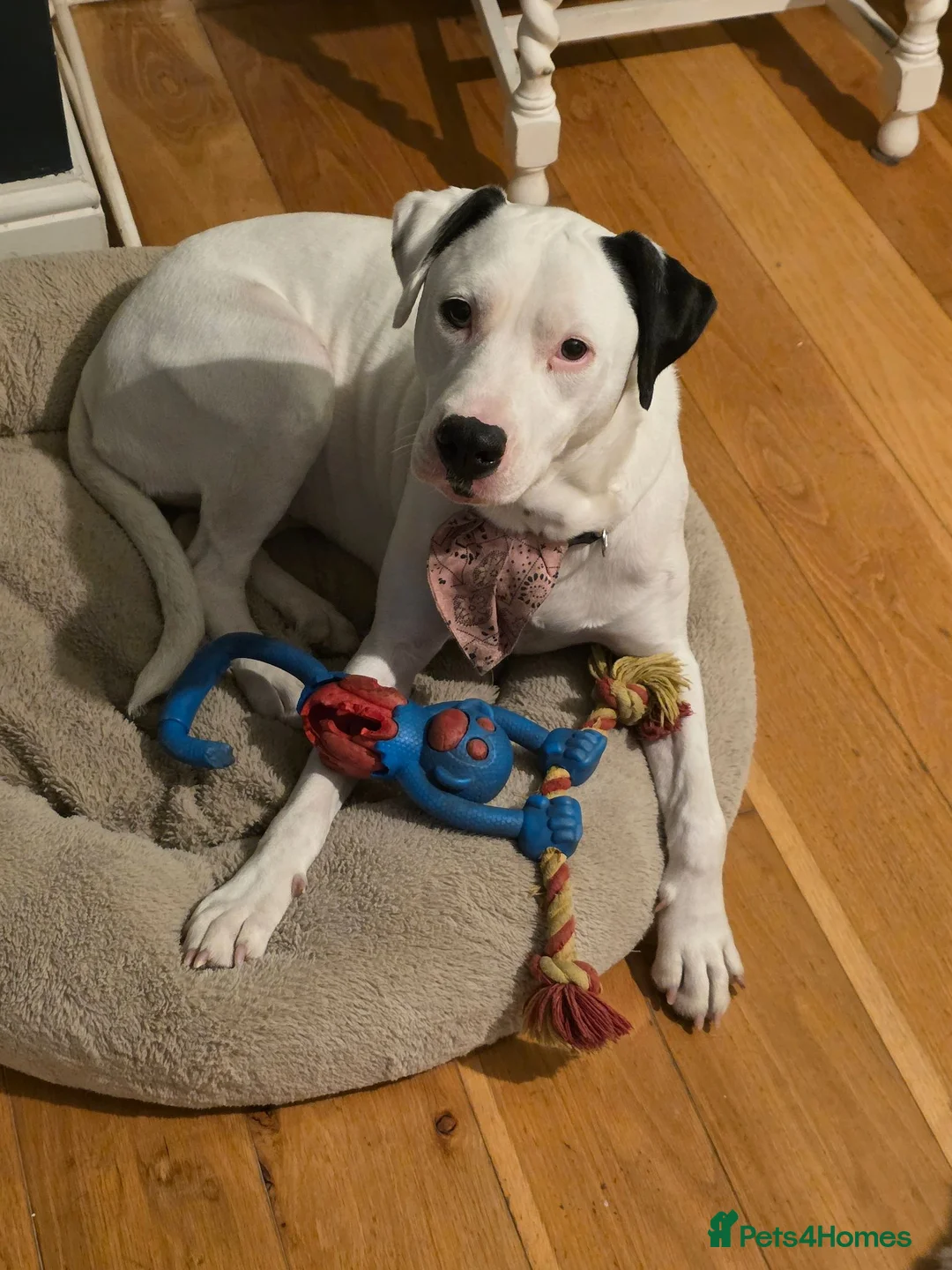 Mixed Breed dogs for sale: This is lucy in Grimsby - Advert 6