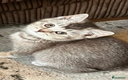 British Shorthair cats for sale: Beautiful British shorthairs  - Image 4