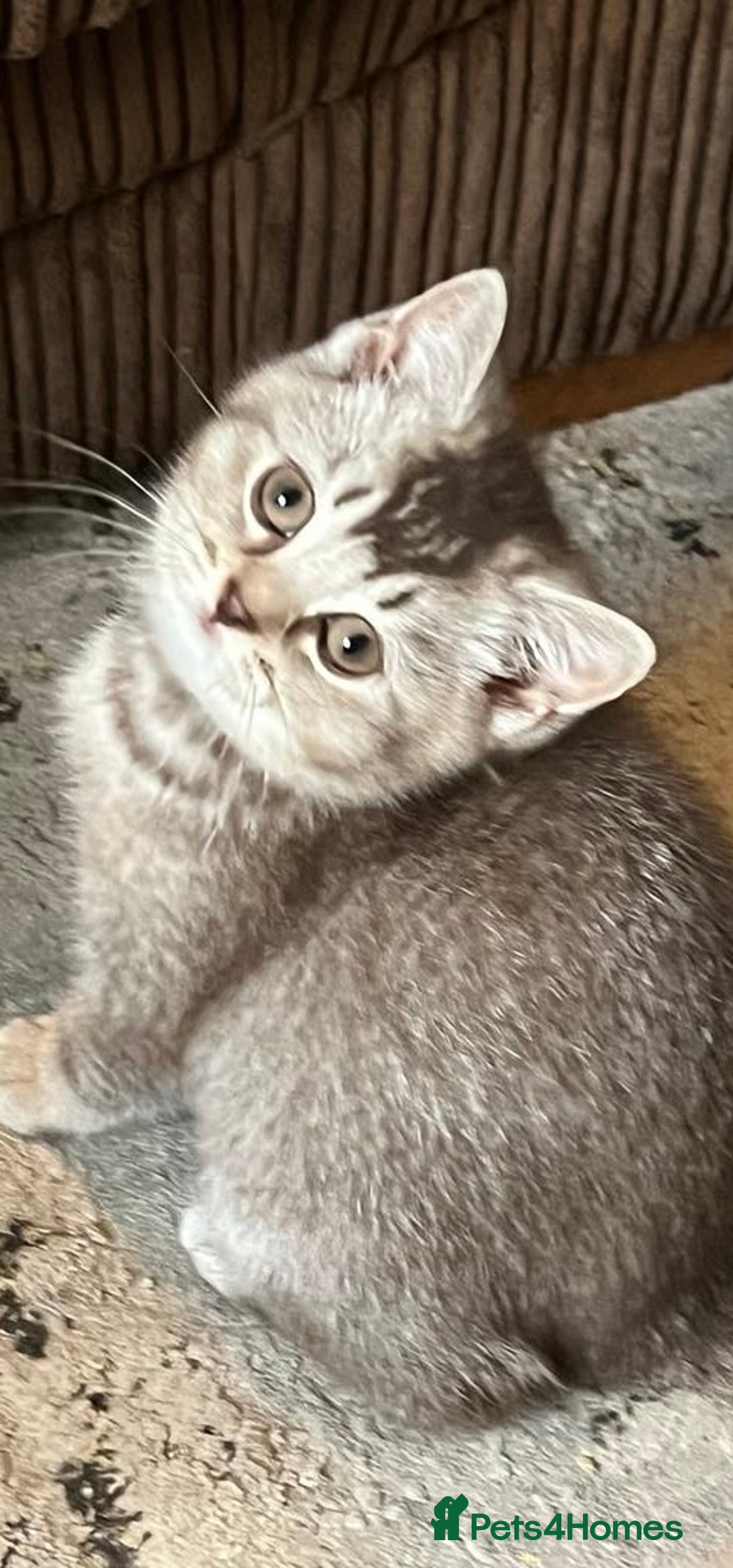British Shorthair cats for sale: Beautiful British shorthairs  - Image 4