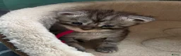 Maine Coon cats for sale: Maine coon kittens  - Advert 28