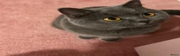 British Shorthair cats for sale: Blue British Shorthair Female  - Advert 2