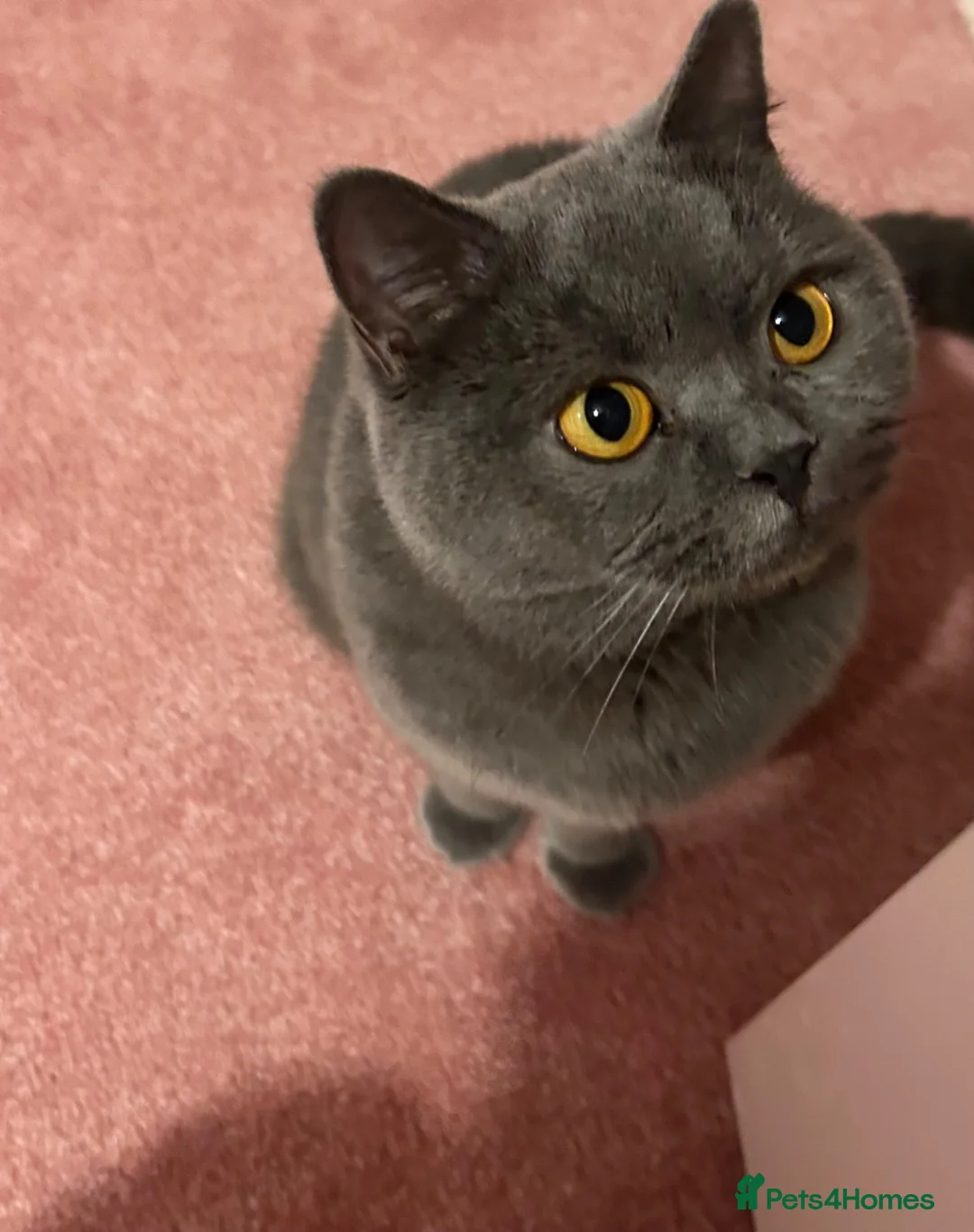 British Shorthair cats for sale: Blue British Shorthair Female  - Advert 2