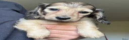 Miniature Dachshund dogs for sale: Long Haired Cream/Shaded Cream KC Mini Dachshunds  - Advert 20