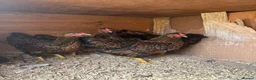 Chickens poultry for sale: Bantam Wyandotte hens - Advert 5