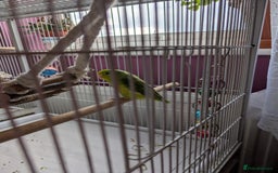 Parrots birds for sale: PARROTLET  - Image 4