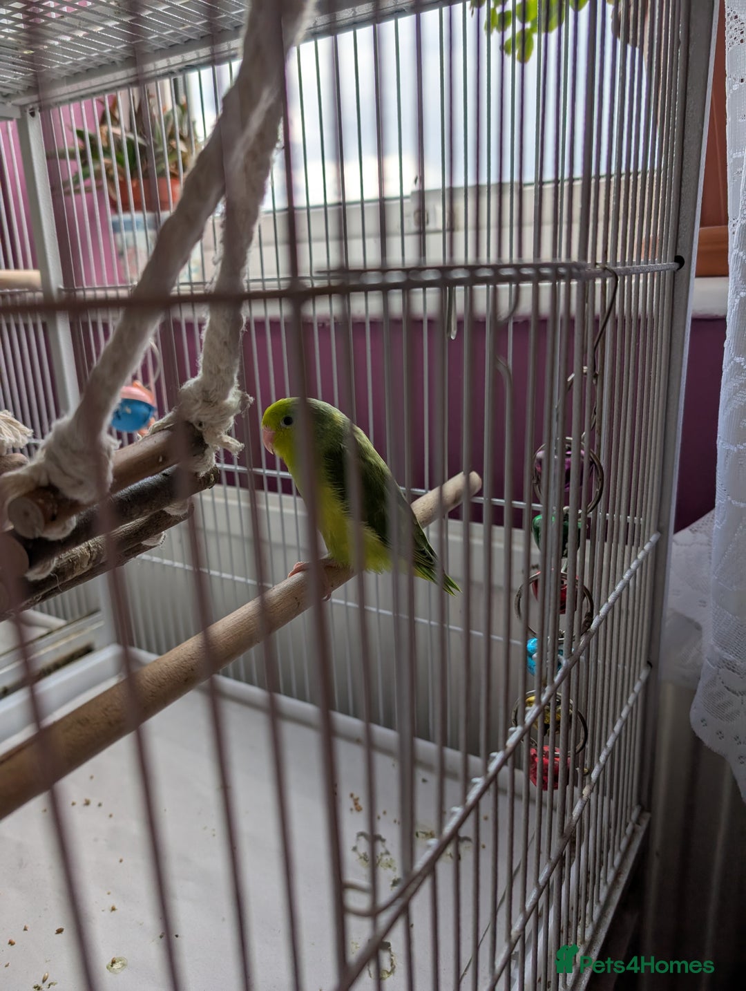 Parrots birds for sale: PARROTLET  - Image 4