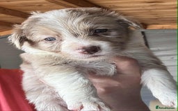 Border Collie dogs for sale: Stunning Border Collie Puppies - Image 10
