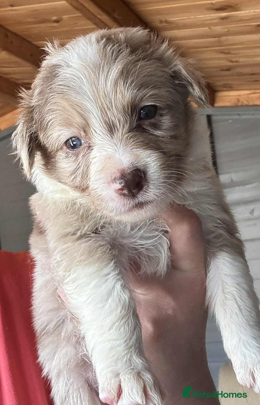 Border Collie dogs for sale: Stunning Border Collie Puppies - Image 10