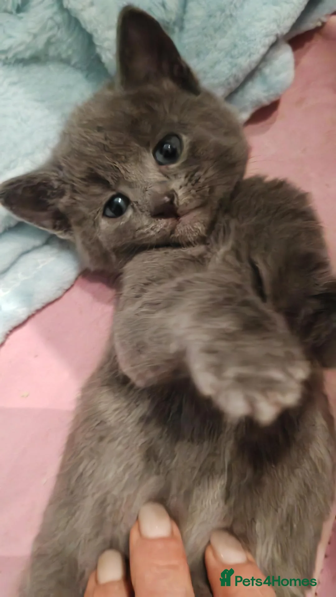 Mixed Breed cats for sale: Kittens in Boston - Advert 2