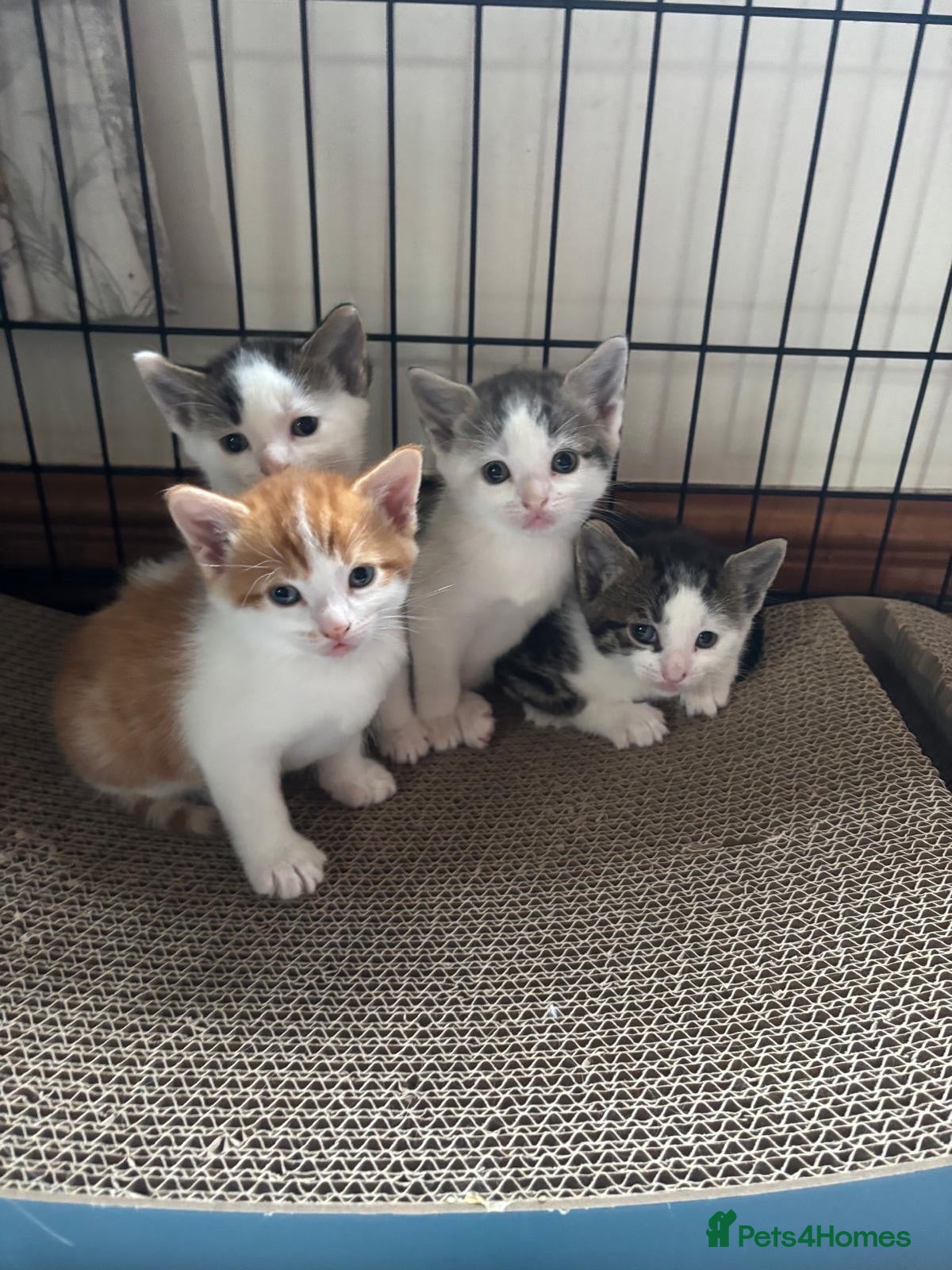 Mixed Breed cats Tabby/calico mix breed - Advert 18