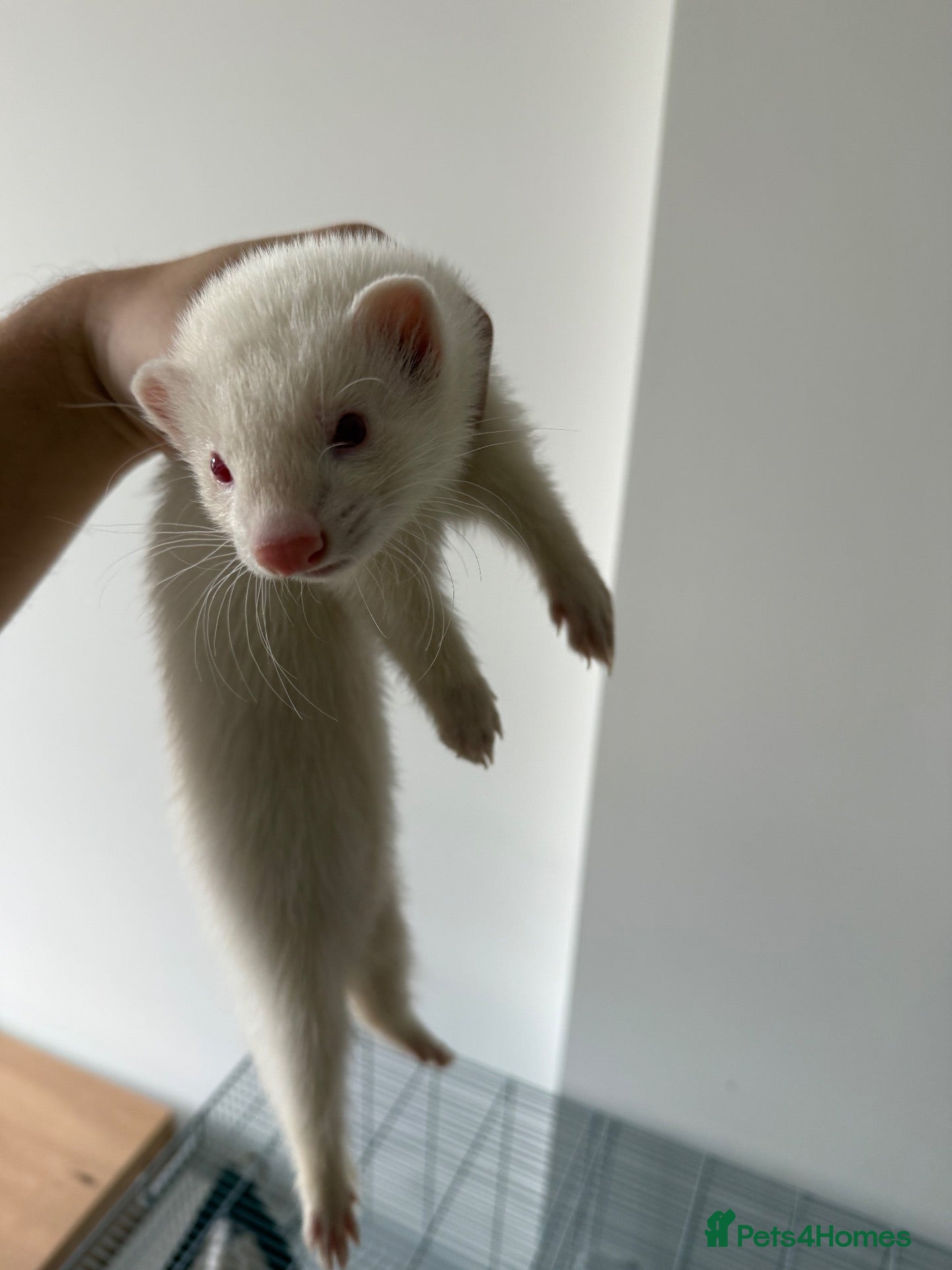 Ferret rodents for sale: 2 ferrets and 1 cage - Advert 1