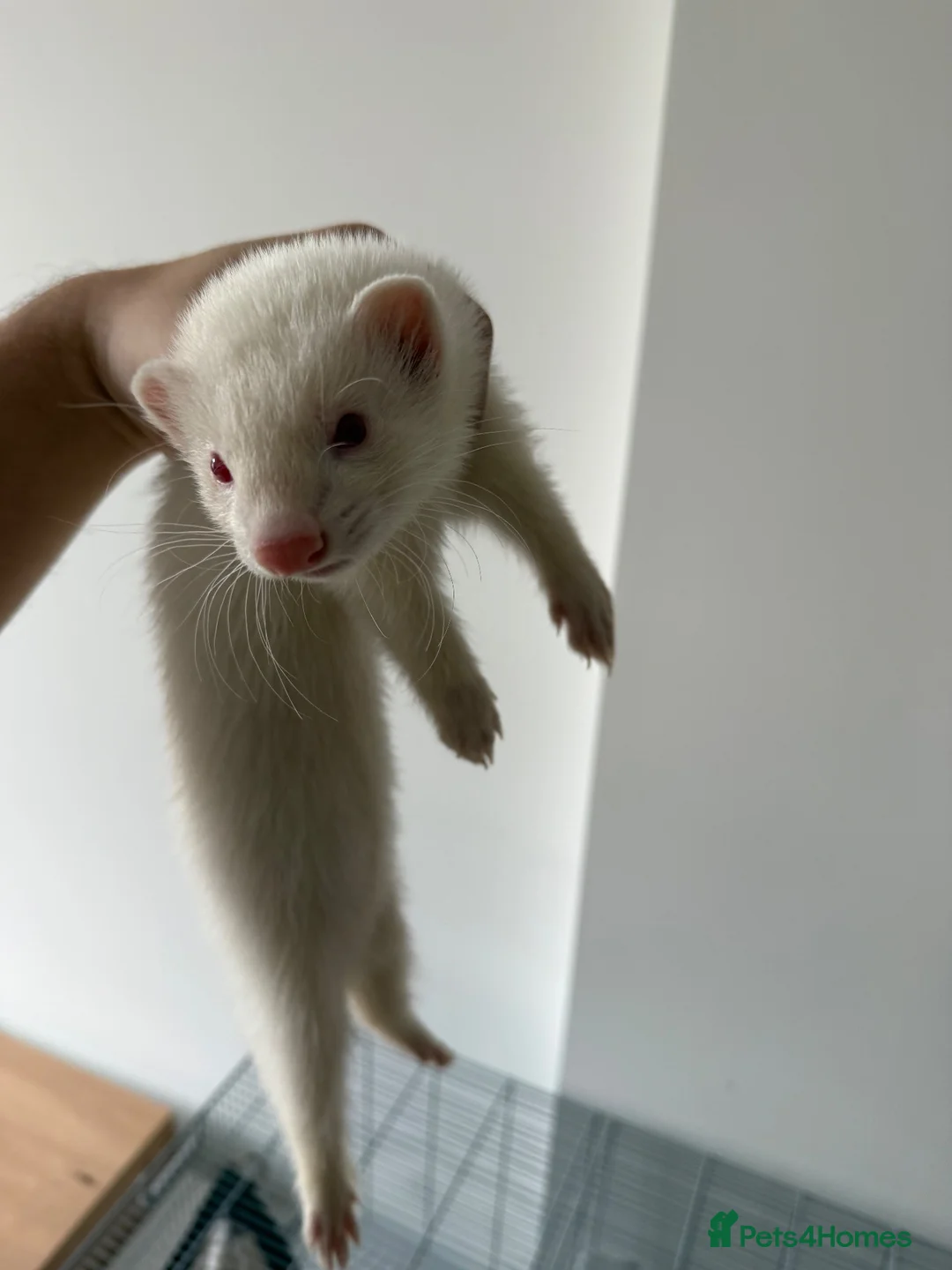 Ferret rodents for sale: 2 ferrets and 1 cage in Bedford - Advert 1