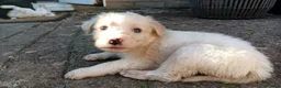 Mixed Breed dogs for sale: cockerpoo x colliestaff puppies in Cheltenham - Advert 12