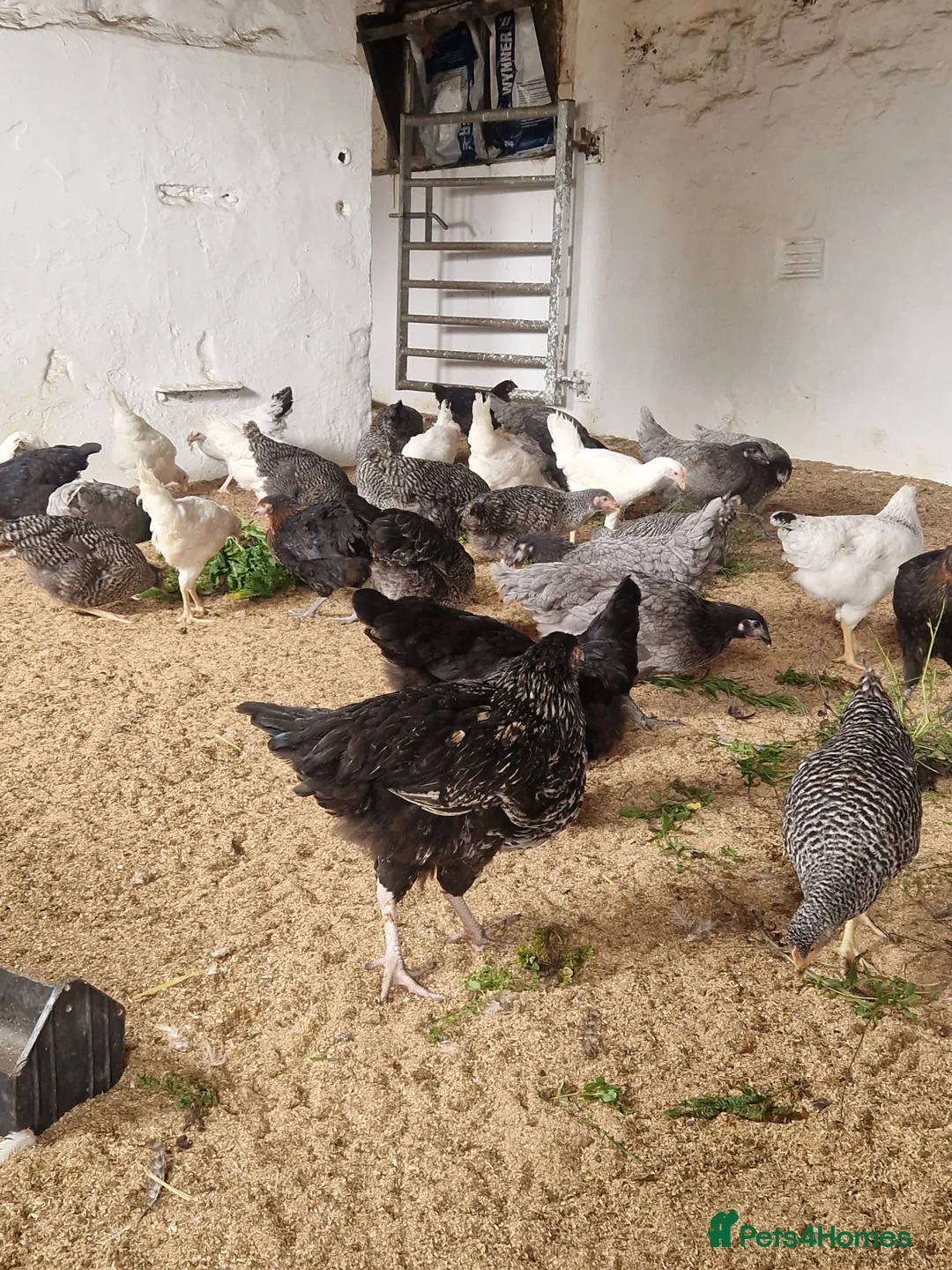 Mixed Breed poultry for sale: 50 hybrid laying hens  - Advert 1