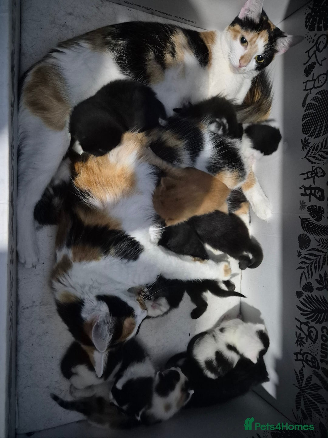 Mixed Breed cats for sale: Gorgeous kittens long and short haired - Image 23