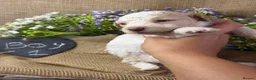 Lagotto Romagnolo dogs for sale: Cuteness overload Lagotto Romangnolo Puppies  - Advert 15