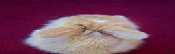 Mini Lop rabbits for sale: 🐰6 Mini Lop x Angora Baby Bunnies for Sale🐰 - Advert 15