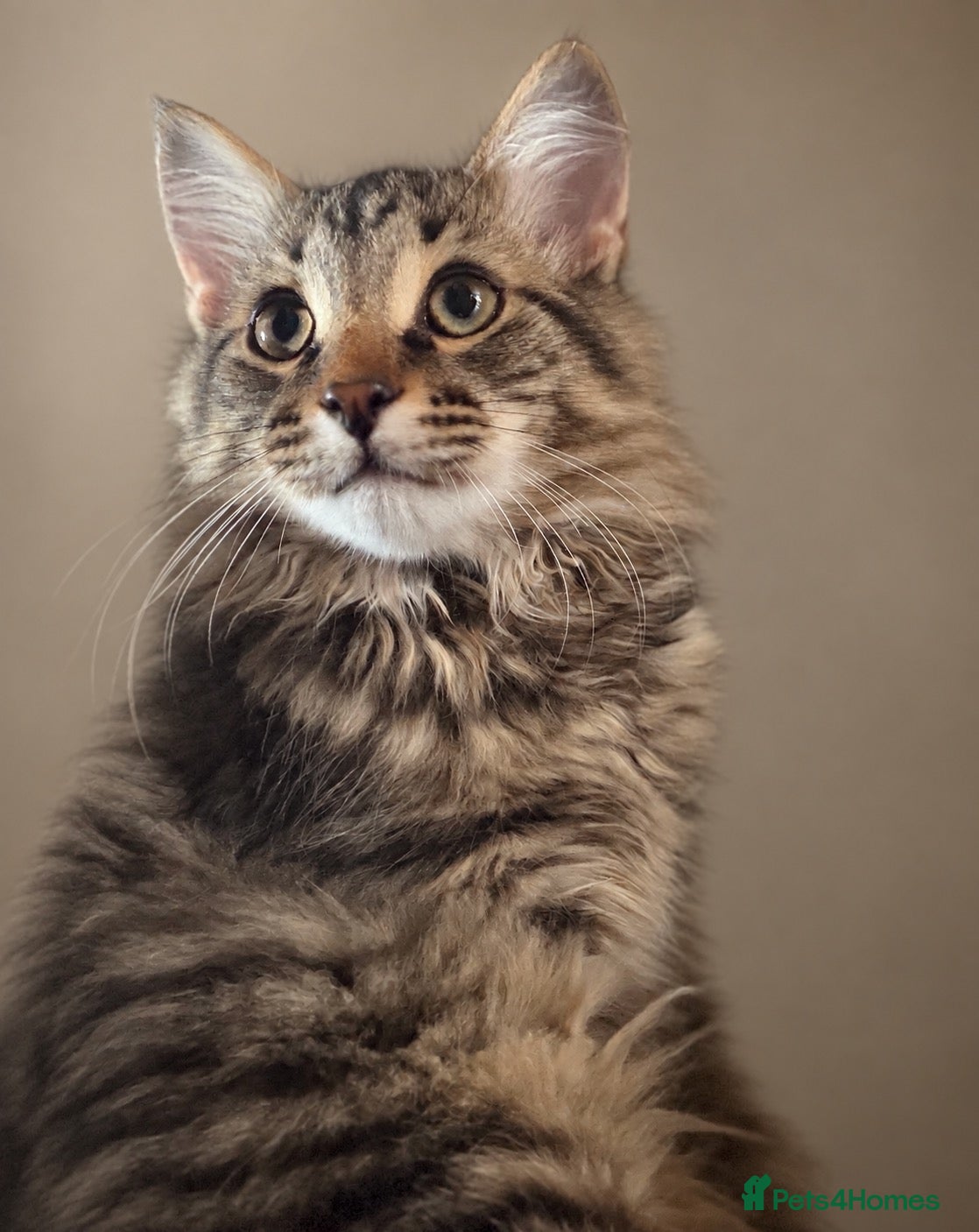 Siberian cats Exceptional Pedigree Siberian Kittens  - Advert 1