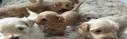 Maltipoo dogs for sale: SEE ALL OUR PUPPIES ON INSTA. OAKWELL RETRIEVERS  - Advert 17