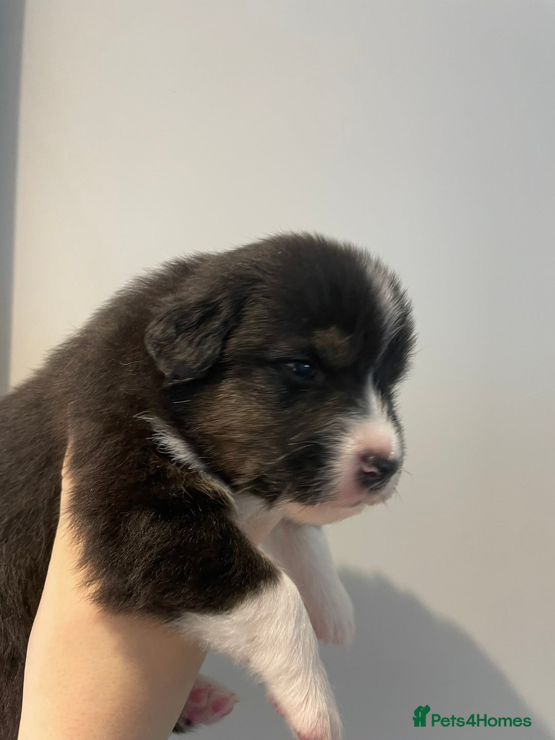 Australian Shepherd dogs for sale: Exceptional Australian Shepherd Puppies - Advert 8