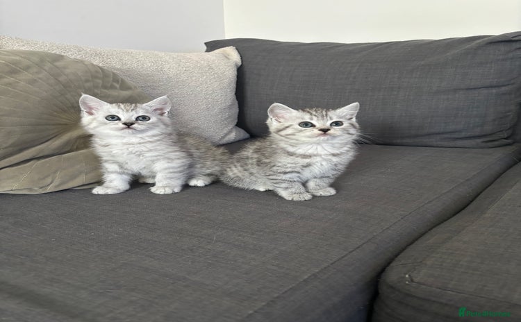 Mixed Breed cats - Advert 1