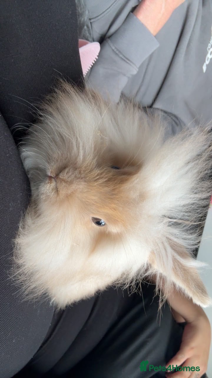 Angora rabbits for sale: 2 male English angora rabbits  - Advert 2