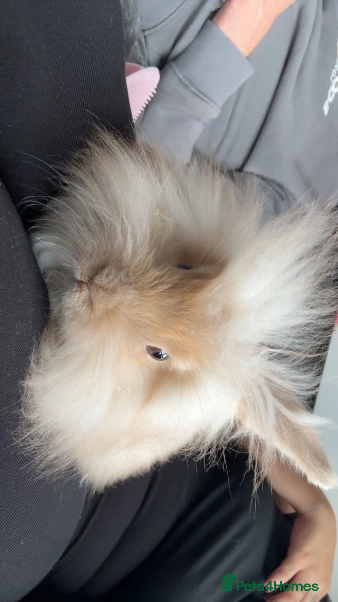 Angora rabbits for sale: 2 male English angora rabbits  in Oldham - Advert 1
