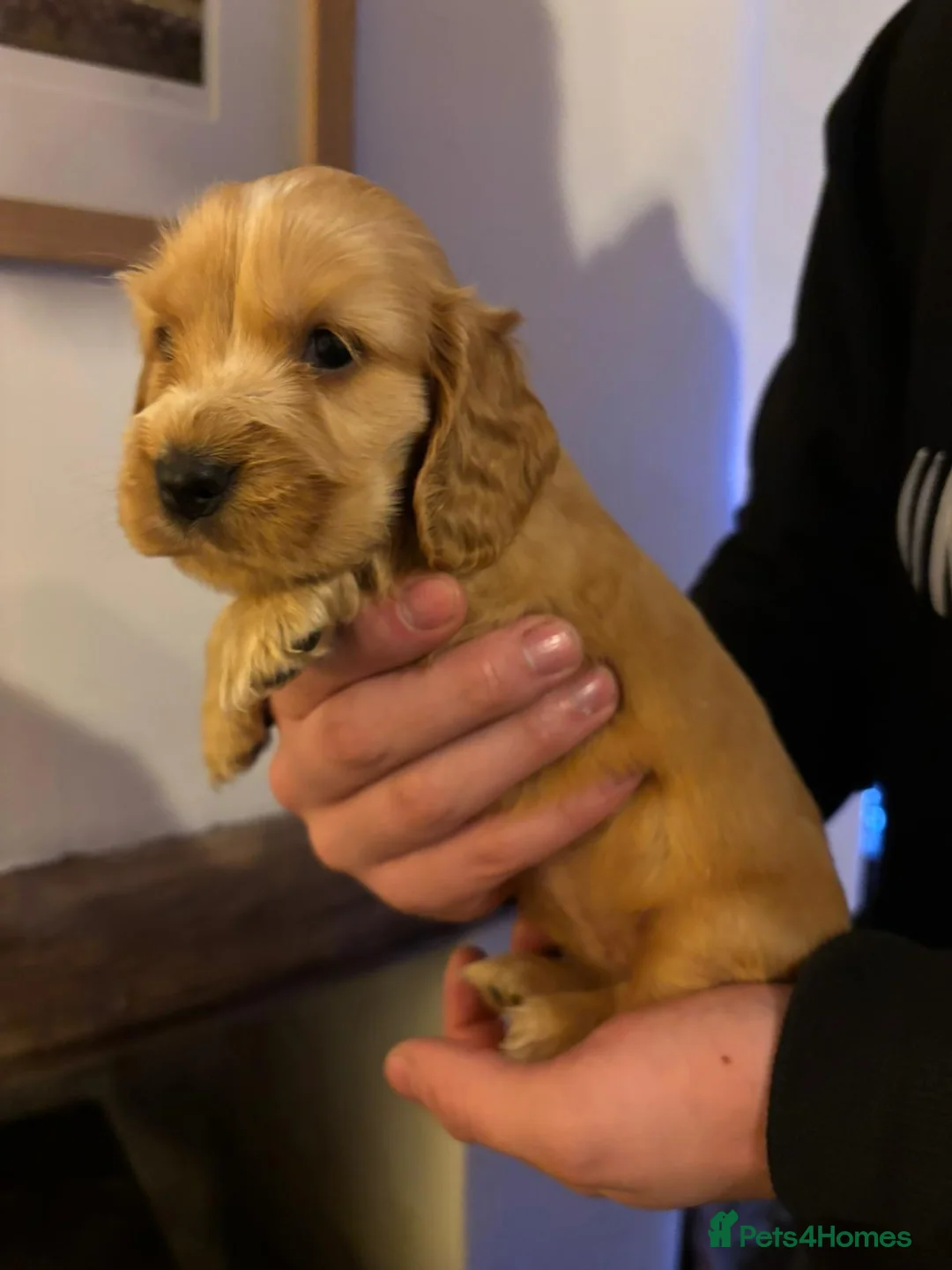 Cocker Spaniel dogs for sale: Stunning kc reg show cockers fully health tested  - Advert 38