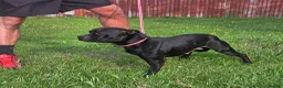 Staffordshire Bull Terrier dogs for sale: Kc registered,  Health tested, Black stafford male - Advert 12