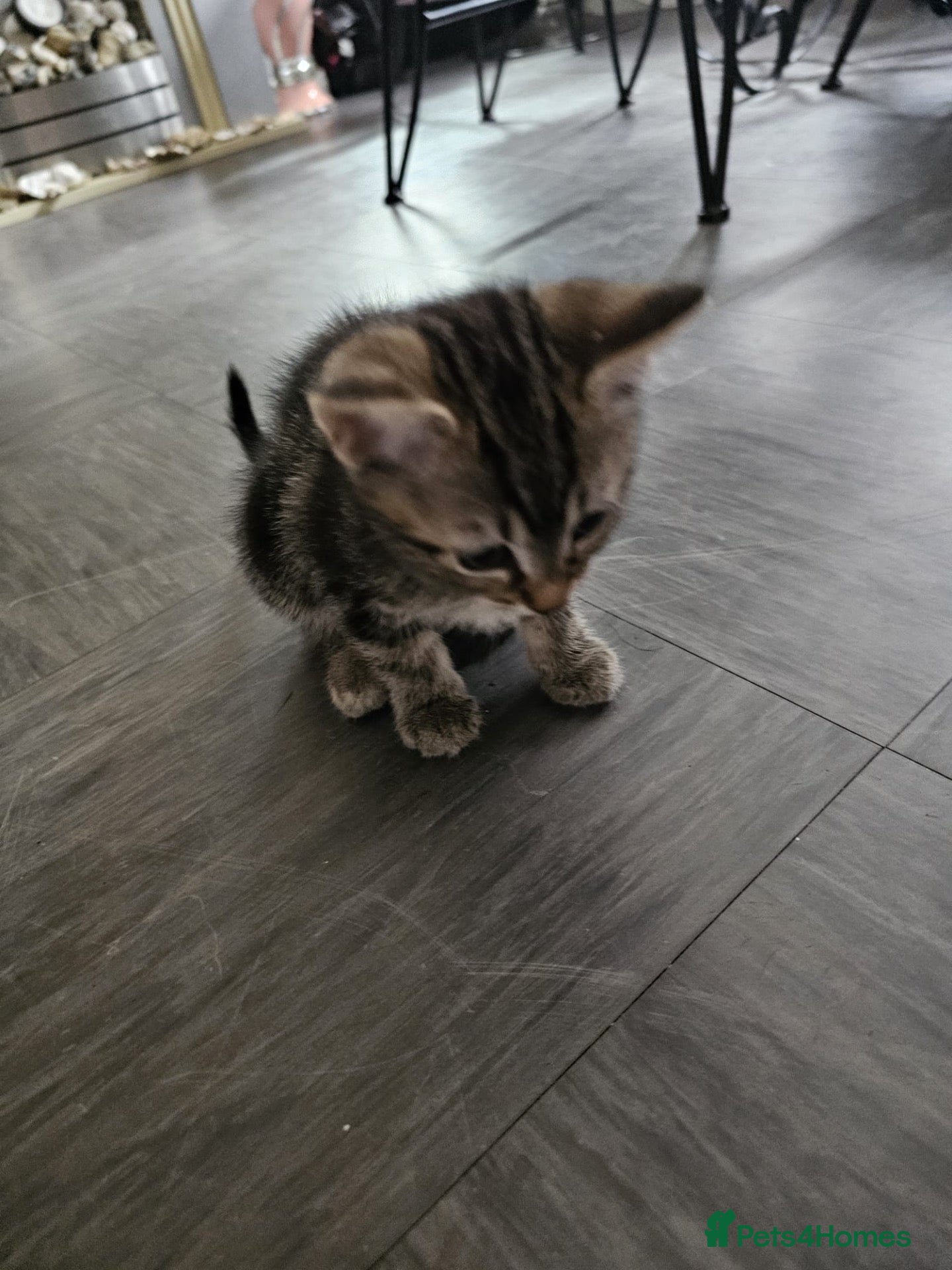 Mixed Breed cats Part Bengal kittens - Advert 2
