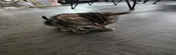 Mixed Breed cats for sale: Part Bengal kittens - Advert 1