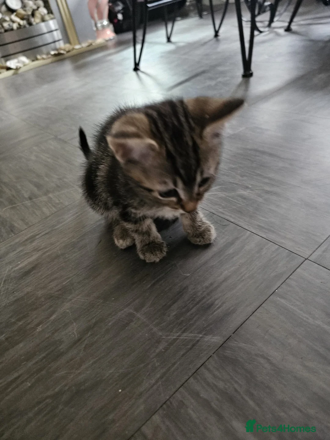 Mixed Breed cats for sale: Part Bengal kittens - Advert 1