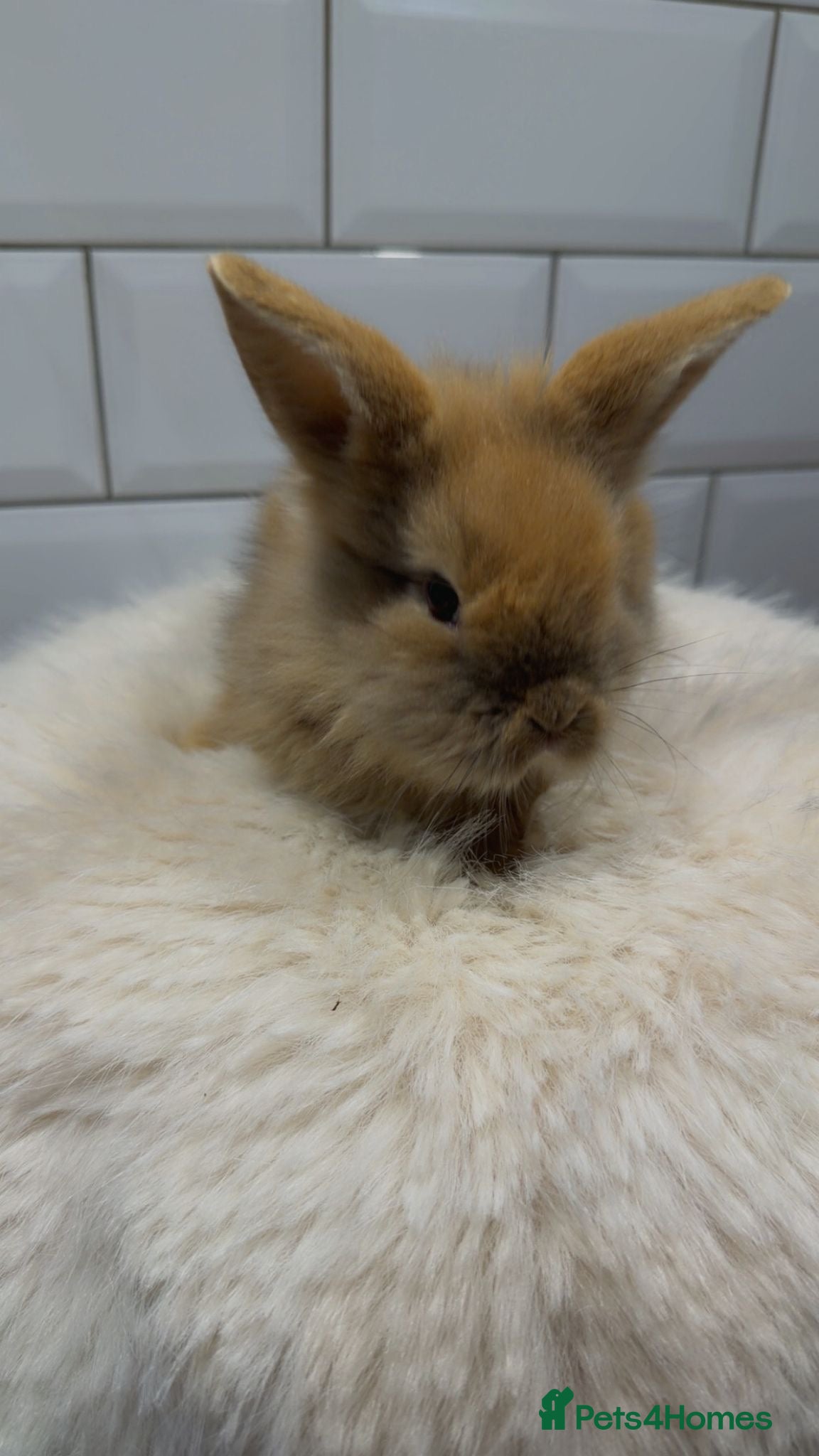 Lionhead rabbits Lionhead Bunnies  - Advert 7