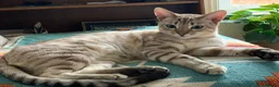Bengal cats for sale: LaRusso–Stunning Young Snow Bengal w/ Blue Eyes - Advert 10