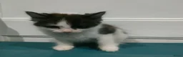 Mixed Breed cats for sale: Kittens 3 Boys and 2 Girls  in Leicester - Advert 17
