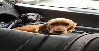 Cocker Spaniel dogs - Advert 14