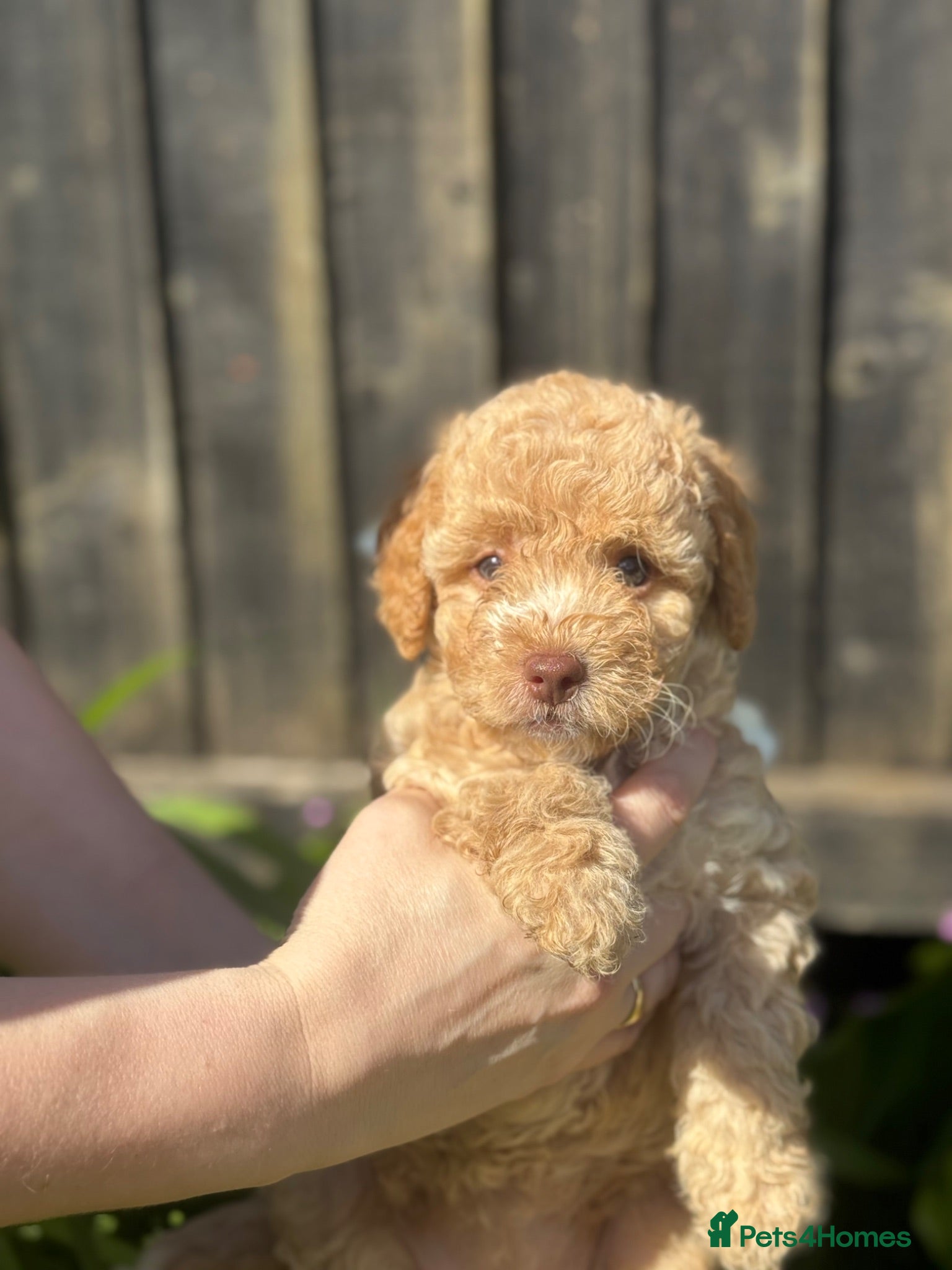 Cockapoo dogs 1 girl left Beautiful F2b Cockapoo puppies - Advert 1