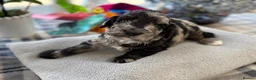 Cockapoo dogs for sale: 🐾❤️ Exceptional F1 Cockapoo Puppies ❤️🐾 - Advert 9