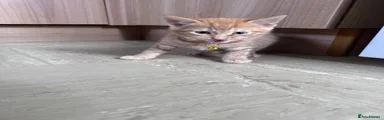 The ginger kitten with the yellow collar