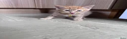 Mixed Breed cats for sale: Four lovely kittens - Advert 3
