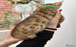 Bengal cats for sale: Gorgeous Pure Bengal Kittens Ready To Go! ❤️ - Image 24