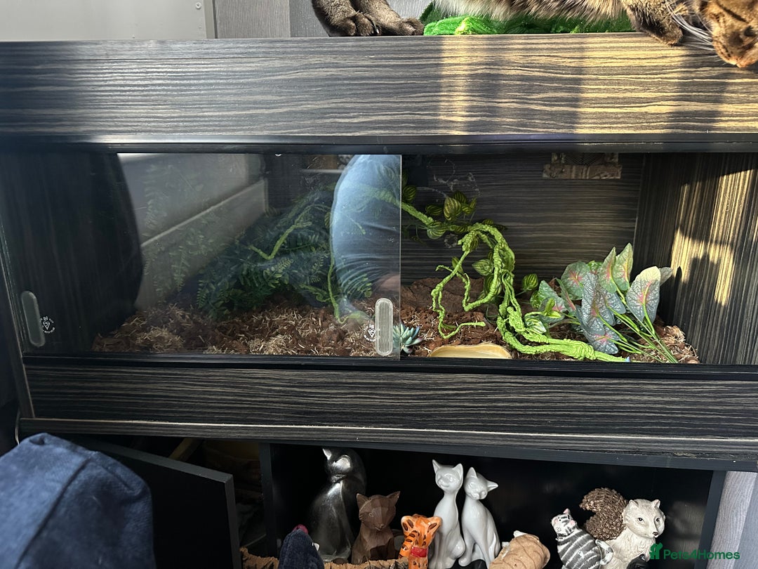 King Snake reptiles for sale: Rare Morph High White King Snake and Viv - Advert 5