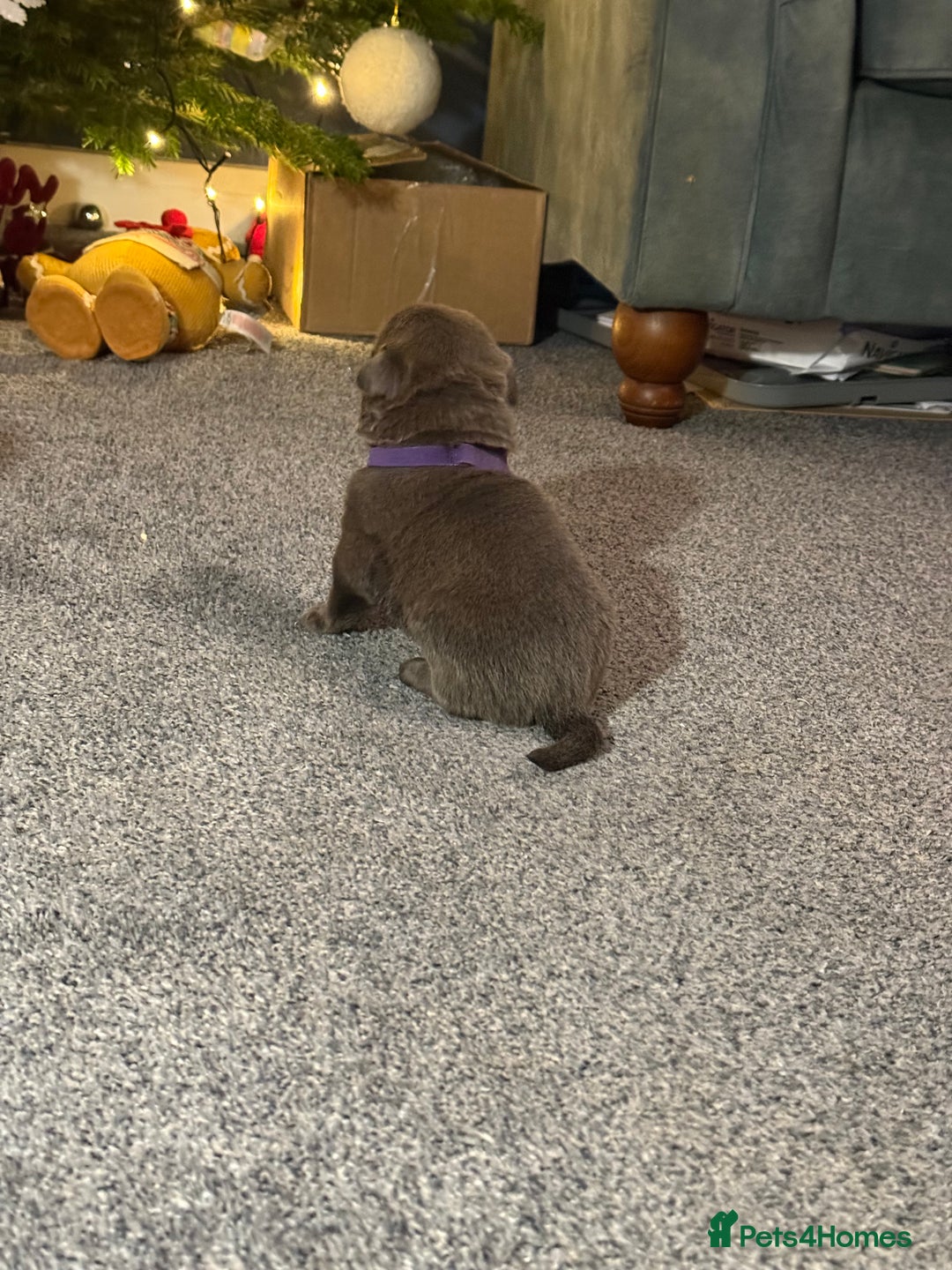 Mixed Breed dogs for sale: Sharpei puppies - Advert 3