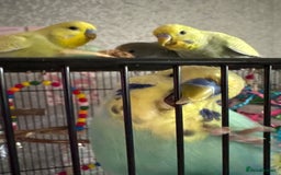 Budgerigars birds for sale: Flock of 5 Budgies (3 Handtamed) - Image 6