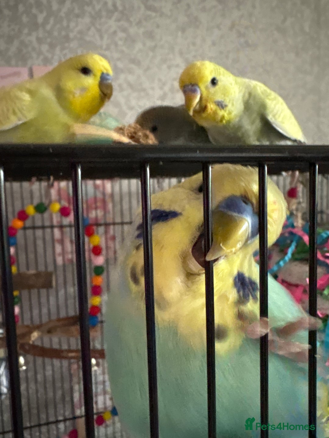 Budgerigars birds for sale: Flock of 5 Budgies (3 Handtamed) - Image 6