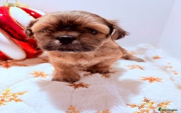 Shih Tzu dogs for sale: 3x Beautiful Pedigree Imperial Shih Tzu Girls - Advert 14