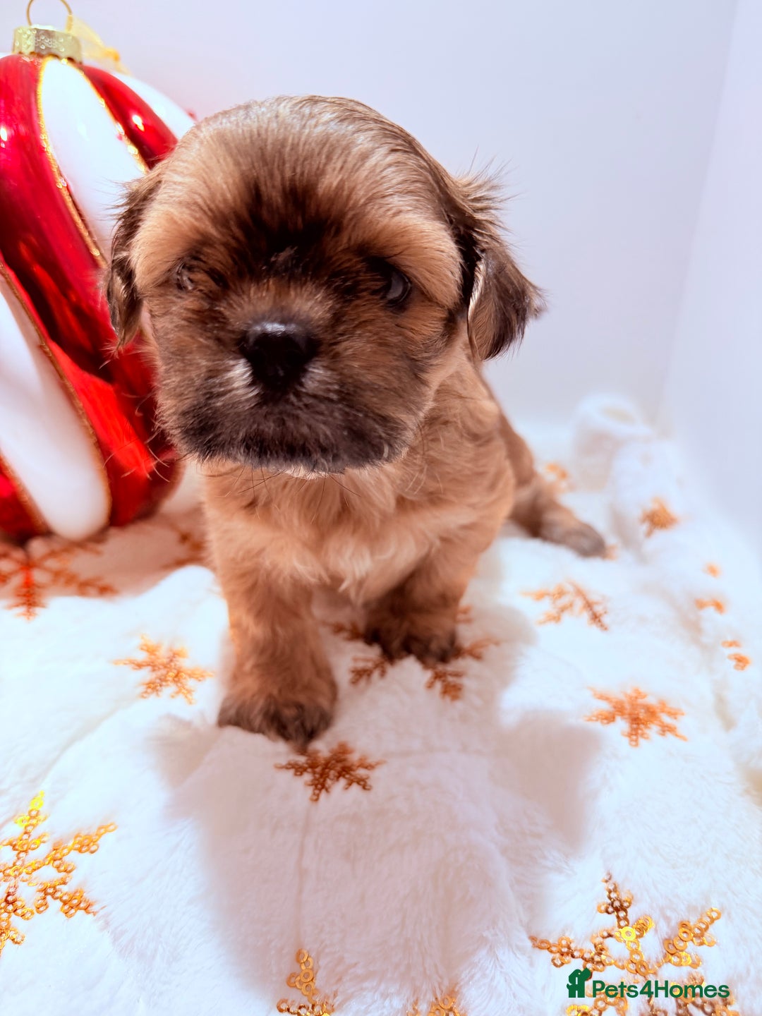 Shih Tzu dogs for sale: 3x Beautiful Pedigree Imperial Shih Tzu Girls - Advert 14