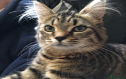Mixed Breed cats for sale: Beautiful mixed breed kittens - Image 11